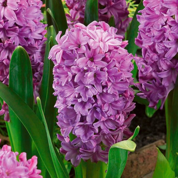 VotanikiI Hyacinth Purple Voice Bulbs - Long Lasting, Fragrant Spring Blooms with Vibrant Purple Flowers | Ideal for Indoor Forcing - Easy to Grow Perennials for Stunning Gardens