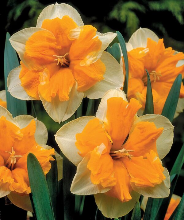 VotanikiI Orangerie Daffodil Bulbs - Hardy Perennials with Showy Flowers | Fragrant Blooms, Narcissus ‘Orangery’ (Split-Corona Daffodil) for Spring Beauty, Easy to Grow