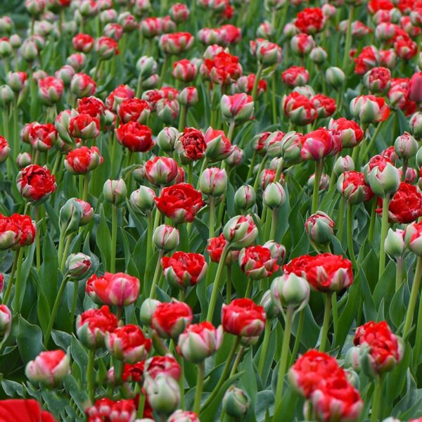 Votaniki Bombastic Red Tulip Bulbs - Long Lasting Blooms, Tulipa Double Late 'Bombastic Red' Tulip Bulbs for Planting | Stunning Late Blooming Spring Perennial - Easy to Grow