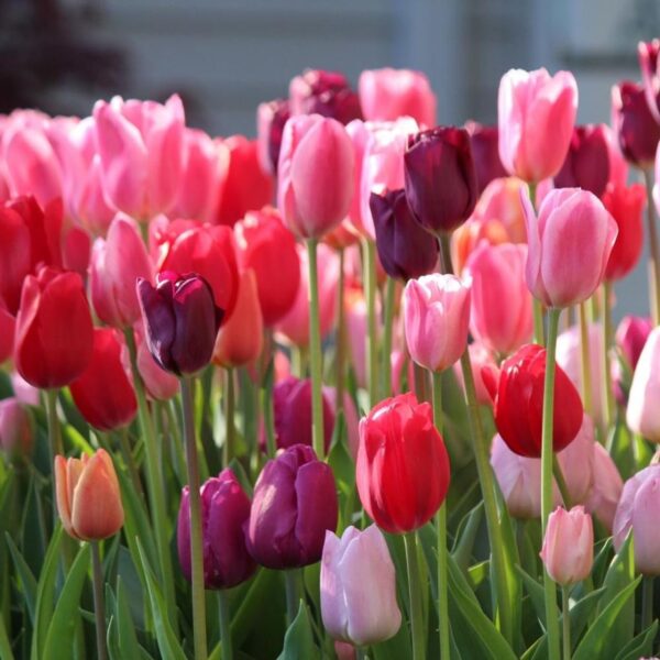 Votaniki Tulip Triumph Purple Lady Mix Bulbs - Stunning Garden Beauties | Easy to Grow, Ideal for Spring Gardens & Borders | Perennial Flower Bulbs