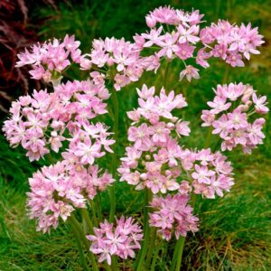 Votaniki Allium Roseum Bulbs - Long Lasting Blooms, Allium Roseum (Rosy Garlic) | Perennial Pink Flowering Allium Bulbs for Summer & Spring Gardens, Easy to Grow