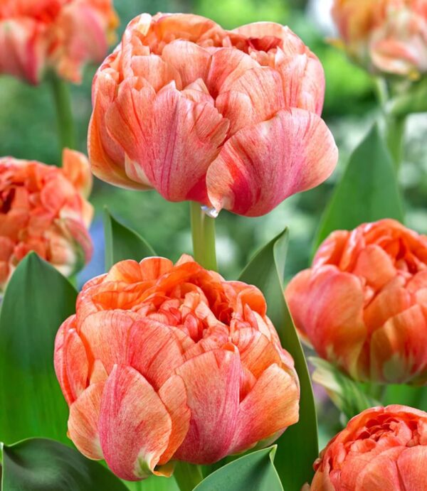 Votaniki Gudoshnik Tulip Bulbs - Huge & Long Lasting Blooms, Tulipa ‘Gudoshnik Double’ (Double Late Tulip) | Stunning Late Blooming Spring Perennial - Easy to Grow