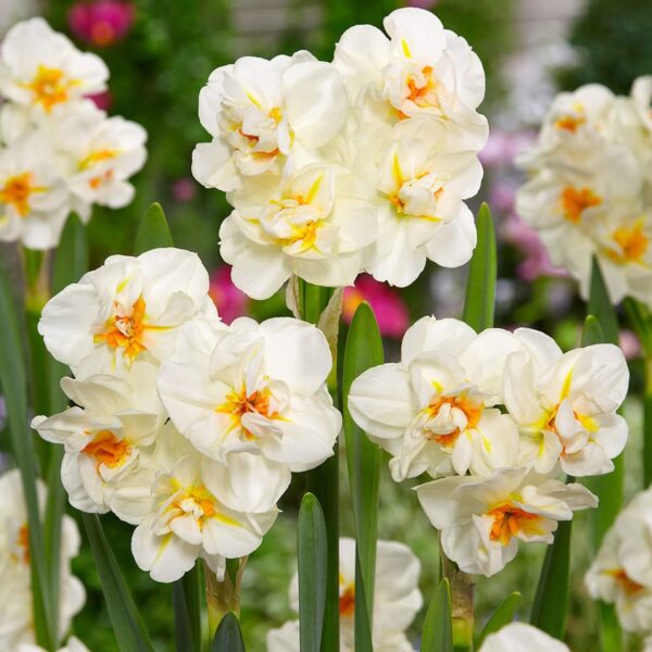 Votaniki Daffodil Sir Winston Churchill Bulbs - Long Lasting & Fragrant Blooms, Narcissus Double 'Sir Winston Churchill' | Spring Blooming Perennial - Easy to Grow