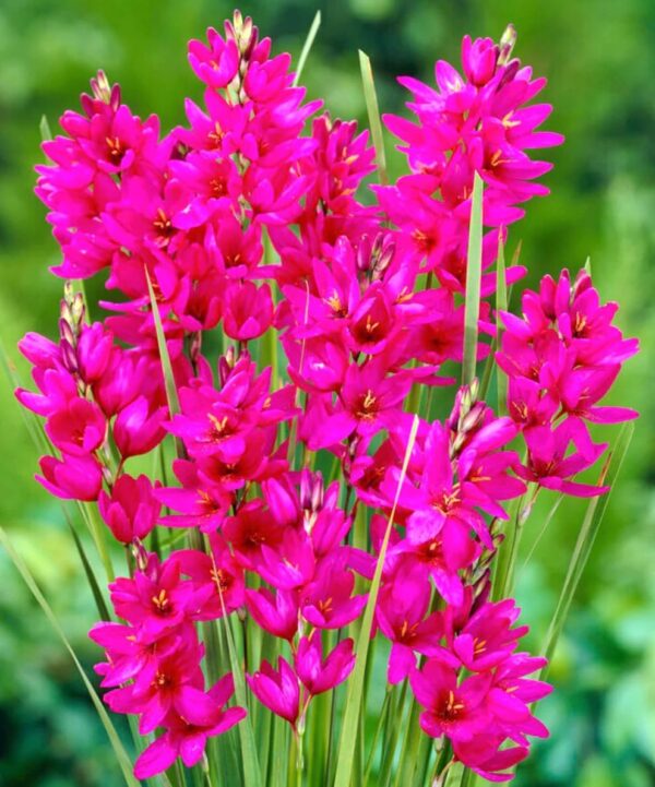 Votaniki Ixia Mabel Bulbs - Hardy Perennial, Vibrant Fragrant Blooms for Spring & Summer Garden | Ixia 'Mabel' (Corn Lily) Bulbs for Planting - Easy to Grow & Low Maintenance