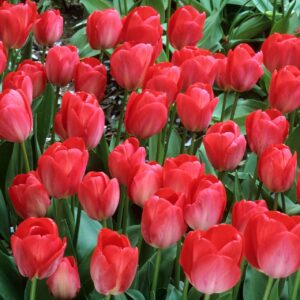 Votaniki Tulip Darwin Hybrid Red Van Eijk Bulbs - Premium Darwin Hybrid Tulips for Stunning Spring Gardens | Hardy, Perennial, and Easy to Grow