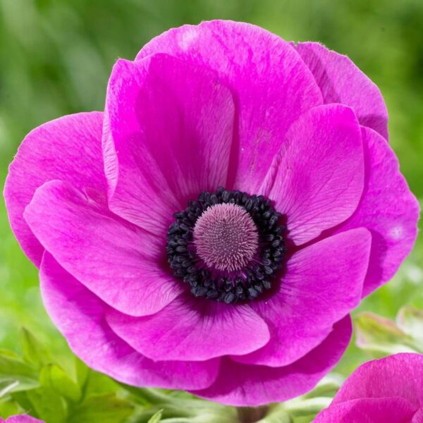 VotanikiI Anemone De Caen Sylphide Bulbs - Perennial & Poppy Like Flowers | Long Lasting Pink Blooms for Spring Gardens - Easy to Grow