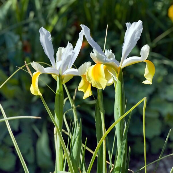 Votaniki Iris hollandica 'Apollo' (Dutch Iris) Bulbs - Hardy Perennial for Spring Blooms | Stunning Yellow & White Flowers, Easy to Grow, Perfect for Cut Flower