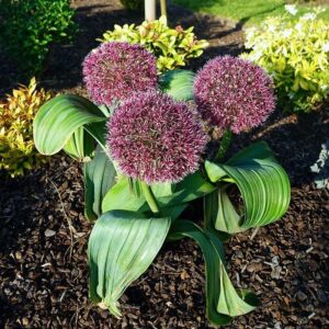 VotanikiI Allium karataviense Red Giant - Ornamental Onion for Stunning Spring & Summer Blooms | Hardy Perennials, Allium Bulbs for Planting - Easy to Grow