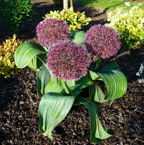 VotanikiI Allium karataviense Red Giant - Ornamental Onion for Stunning Spring & Summer Blooms | Hardy Perennials, Allium Bulbs for Planting - Easy to Grow