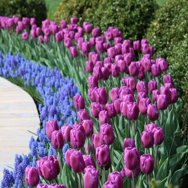 Votaniki Purple Flag Tulip Bulbs - Long Lasting Blooms, Tulipa ‘Purple Flag’ (Triumph Tulip) | Spring Blooming Perennial - Easy to Grow