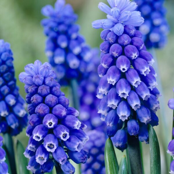 Votaniki Muscari Dark Eyes Bulbs - Fragrant Blooms, Muscari 'Dark Eyes' (Grape Hyacinth)| Spring Blooming Flower Bulbs - Easy to Grow, Perennial Beauty