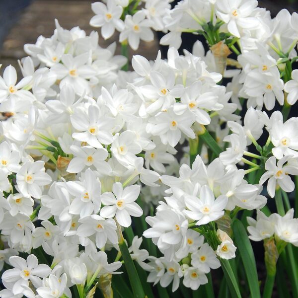 Votaniki Narcissus Paperwhite Grandiflora Bulbs - Fragrant Blooms for Indoors or Garden | Spring Blooming Flower Bulbs - Easy to Grow, Hardy Perennial