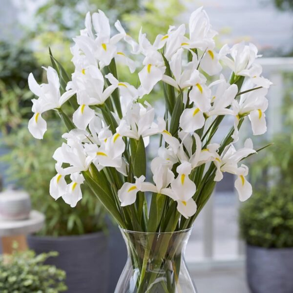 VotanikiI White Van Vliet Dutch Iris - Hardy Spring Blooming Perennials for Garden | Long Lasting Blooms, White Iris Bulbs for Planting - Easy to Grow