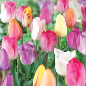 Votaniki Tulip Darwin Pastel Mix - Long Lasting Blooms, Pastel Mixed Tulip Bulbs for Planting | Spring Blooming Perennial - Easy to Grow