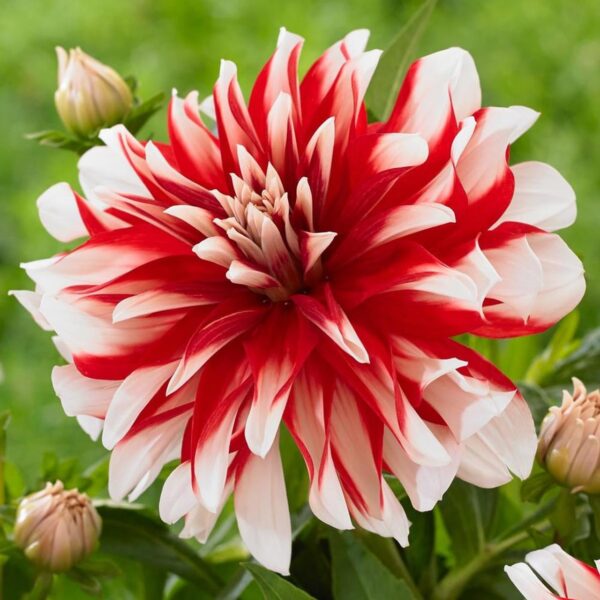 Votaniki Catching Fire Dahlia - Perennial, High Impact Flowers, Blooms Summer to Fall | Decorative Dahlia 'Catching Fire' Tubers for Planting - Easy to Grow