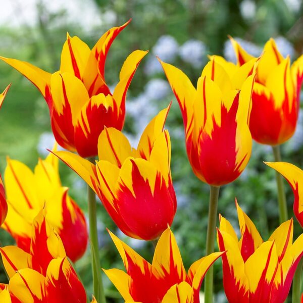 Votaniki Fire Wings Tulip Bulbs - Perennials, Dazzling Red Flowers, Tulipa Lily Flowering 'Fire Wings' | Spring Flowering Bulbs - Easy to Grow