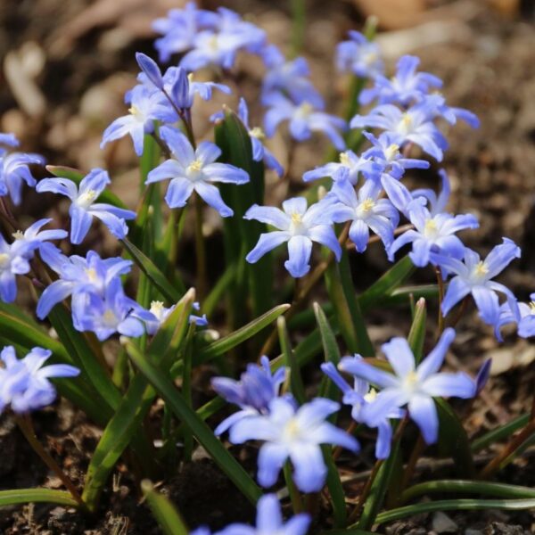 Votaniki Chionodoxa Blue Giant Bulbs - Perfect for Gardens & Containers, Chionodoxa Forbesii ‘Blue Giant’ (Glory of The Snow) | Spring Blooming Perennial - Easy to Grow