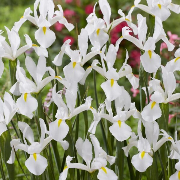 VotanikiI White Van Vliet Dutch Iris - Hardy Spring Blooming Perennials for Garden | Long Lasting Blooms, White Iris Bulbs for Planting - Easy to Grow