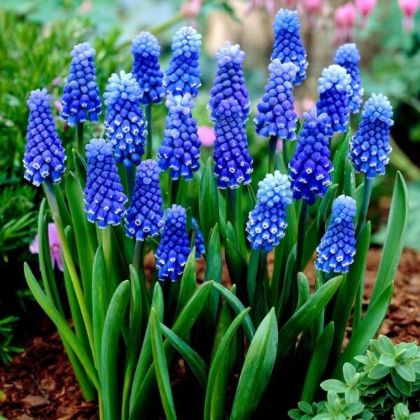 Votaniki Muscari Dark Eyes Bulbs - Fragrant Blooms, Muscari 'Dark Eyes' (Grape Hyacinth)| Spring Blooming Flower Bulbs - Easy to Grow, Perennial Beauty