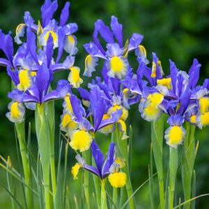 VotanikiI Miss Saigon Dutch Iris - Long Lasting Blooms, Spring & Summer Blooming Perennials | Iris Hollandica 'Miss Saigon' Bulbs for Planting - Easy to Grow