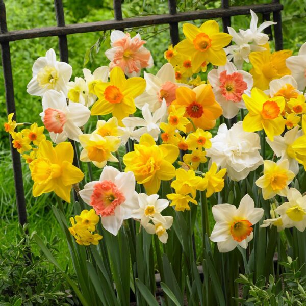 Votaniki Arcissus Various Groups 'All-in-One Mixture' - Fragrant Blooms, Daffodils Mix Bulbs for Planting | Spring Blooming Perennial - Easy to Grow