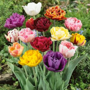 Votaniki Double Late Tulip Mix Bulbs - Large & Double Spectacular Flowers, Mix Tulip Bulbs for Planting | Late Spring Blooming Perennial - Easy to Grow