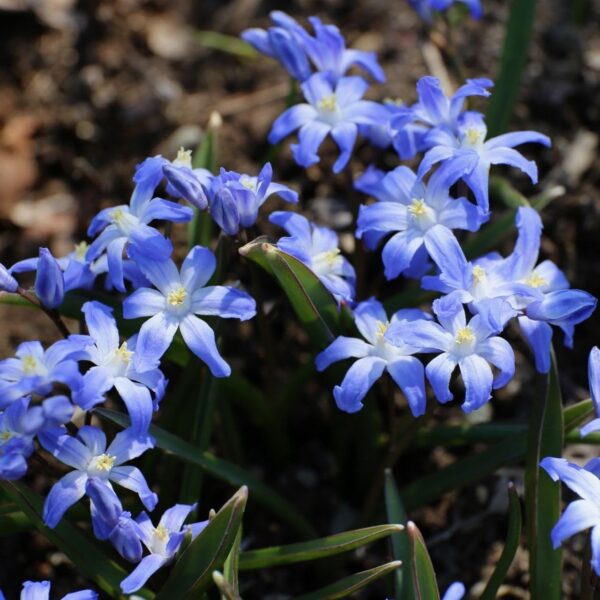 Votaniki Chionodoxa Blue Giant Bulbs - Perfect for Gardens & Containers, Chionodoxa Forbesii ‘Blue Giant’ (Glory of The Snow) | Spring Blooming Perennial - Easy to Grow