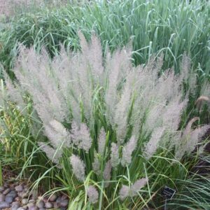 VotanikiI Calamagrostis brachytricha (Reed Grass) - 3 Inch Root Young Plant Ready for Planting | Ornamental Perennial Grass for Attractive Foliage & Flowers - Easy to Grow