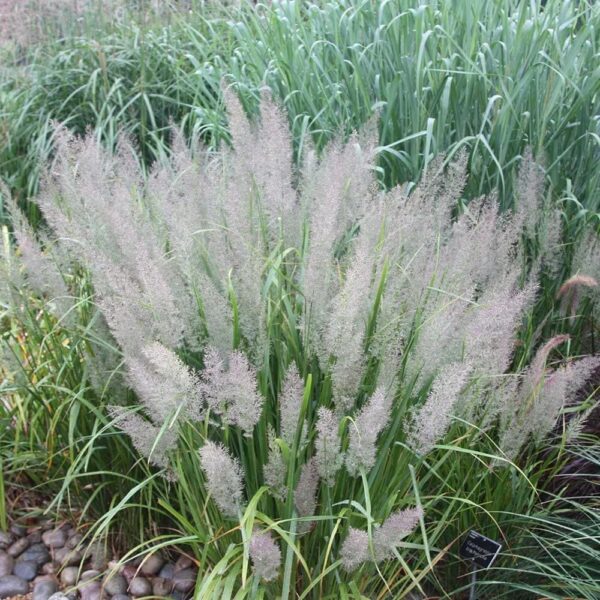 VotanikiI Calamagrostis brachytricha (Reed Grass) - 3 Inch Root Young Plant Ready for Planting | Ornamental Perennial Grass for Attractive Foliage & Flowers - Easy to Grow