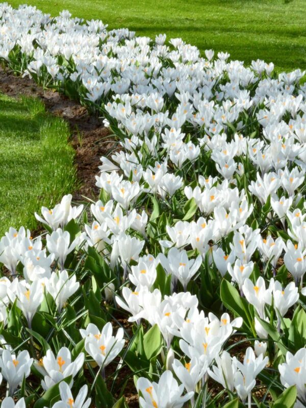 VotanikiI Crocus Jeanne d'Arc Bulbs - Early Spring Perennial Flowers, Crocus vernus ‘Jeanne d’Arc’ (Dutch Crocus) | Perfect for Gardens and Borders, Easy to Grow