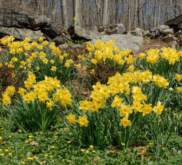 VotanikiI Narcissus ‘Carlton’ (Large-Cupped Daffodil) - Hardy Perennials with Large & Fragrant Flowers for Spring Gardens | Carlton Daffodil Bulbs for Planting, Easy to Grow