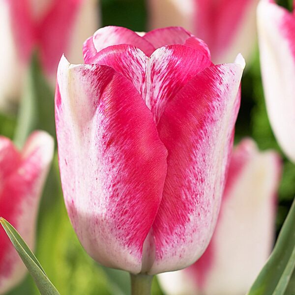 Votaniki Tulipa Single Late 'MATA Hari' - Long Lasting Blooms, Tulip Bulbs for Planting | Spring Blooming Perennial - Easy to Grow