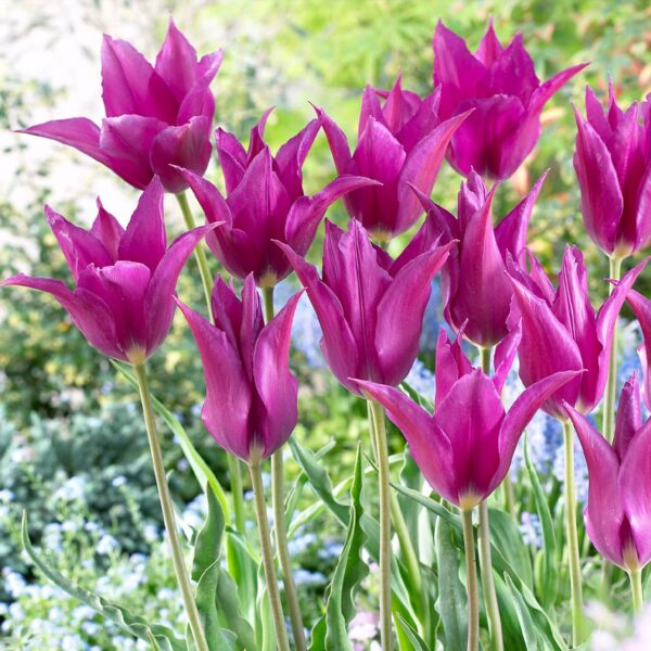 VotanikiI Tulipa ‘Purple Dream’ (Lily-Flowered Tulip) - Long Stemmed Lily Flowered Blooms for Spring Color | Tulip Bulbs for Planting - Easy to Grow Perennial