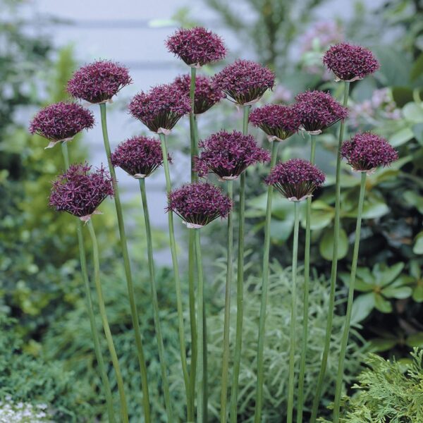 Votaniki Allium Atropurpureum Bulbs - Hardy Perennial, Deep Purple Red Flowers, Allium 'Atropurpureum' (Ornamental Onion) | Blooms Late Spring to Early Summer - Easy to Grow