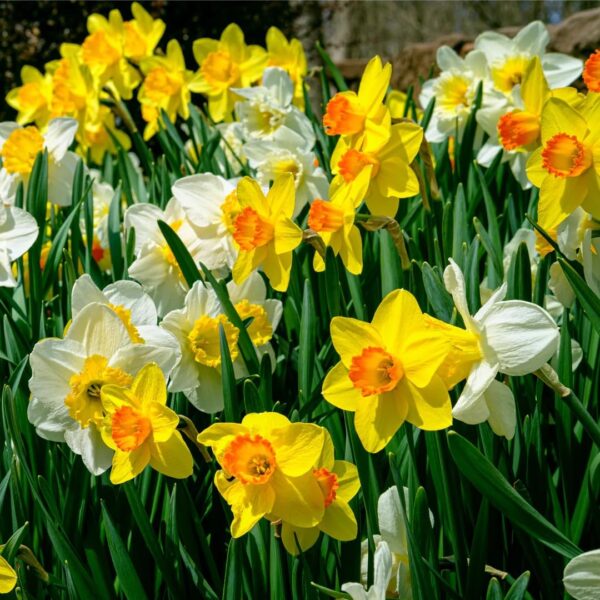 VotanikiI Daffodil Trumpet and Cupped Mix Bulbs - Long Lasting Blooms & Hardy Perennials for Spring | Mix Daffodil for Stunning Gardens - Easy to Grow