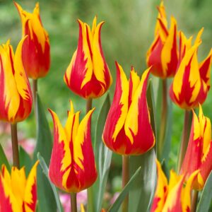 Votaniki Fire Wings Tulip Bulbs - Perennials, Dazzling Red Flowers, Tulipa Lily Flowering 'Fire Wings' | Spring Flowering Bulbs - Easy to Grow