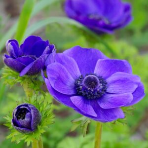 Votaniki Mr. Fokker Anemone Bulbs - Poppy Like Flowers, Anemone Coronaria 'Mr. Fokker'' | Perfect for Spring Gardens & Containers, Easy to Grow Hardy Perennial