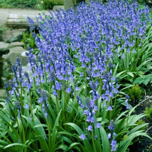 VotanikiI Scilla Hyacinthoides Campanulata Blue - Vibrant Bluebell Flowers for Spring, Hardy Perennial Flower Wood Hyacinths (Spanish Bluebells) Bulbs for Planting | Easy to Grow