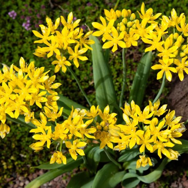 Votaniki Allium Moly Bulbs - Long Lasting Blooms, Allium Moly (Lily Leek) | Golden Yellow Perennial Flowering Bulbs for Summer & Spring Gardens, Easy to Grow