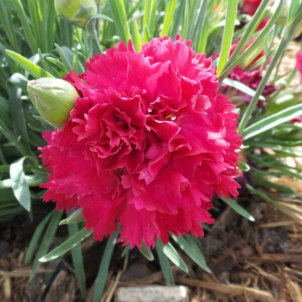 VotanikiI Dianthus ‘Cranberry Cocktail’ (Pink) - 3 Inch Root Young Plant Ready for Planting | Long Lasting& Fragrant Flowers, Hardy Perennial for Gardeners | Easy to Grow