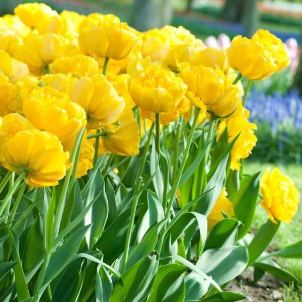 Votaniki Tulip Yellow Pomponette Bulbs - Peony Like Blooms, Double Late Tulip (Tulipa 'Yellow Pompenette) | Late Spring Blooming Perennial - Easy to Grow