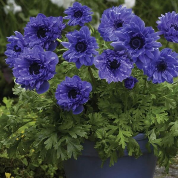 Votaniki Anemone Coronaria 'Lord Lieutenant' Bulbs for Planting - Double Flowers, Hardy Spring Blooming Perennials - Easy to Grow