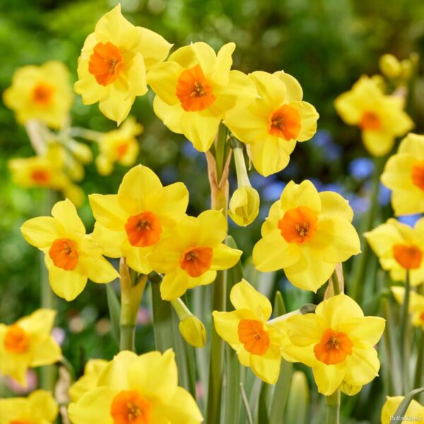 Votaniki Martinette Daffodil Bulbs - Fragrant Blooms, Narcissus 'Martinette' Daffodil | Spring Blooming Flower Bulbs - Easy to Grow, Hardy Perennial Good for Indoor Forcing