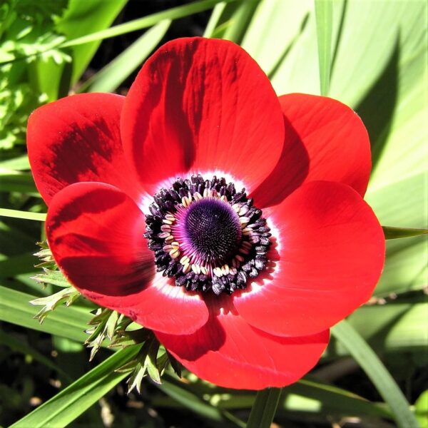 Votaniki Anemone Giant His Excellency (Windflowers) - Hardy Perennial & Attracts Pollinators, Striking Red Anemone Bulbs for Planting | Spring Flower Bulbs - Easy to Grow