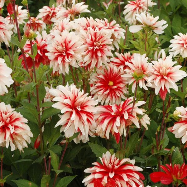 Votaniki Catching Fire Dahlia - Perennial, High Impact Flowers, Blooms Summer to Fall | Decorative Dahlia 'Catching Fire' Tubers for Planting - Easy to Grow