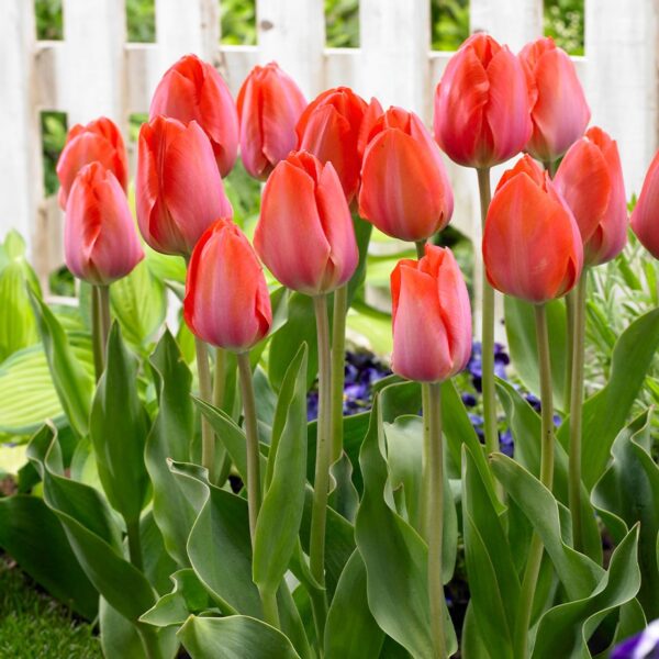 Votaniki Orange Van Eijk Tulip Bulbs - Fragrant Blooms & Vibrant Garden Color, Tulipa Darwin Hybrid 'Orange Van Eijk' | Perfect for Spring Gardens, Easy to Grow Hardy Perennial