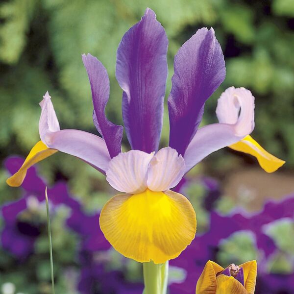 VotanikiI Iris Hollandica Frans Hals - Stunning Dutch Iris with Bold Yellow and Purple | Spring & Summer Flowers for Any Garden - Dutch Iris Bulbs, Easy to Grow Hardy Perennials