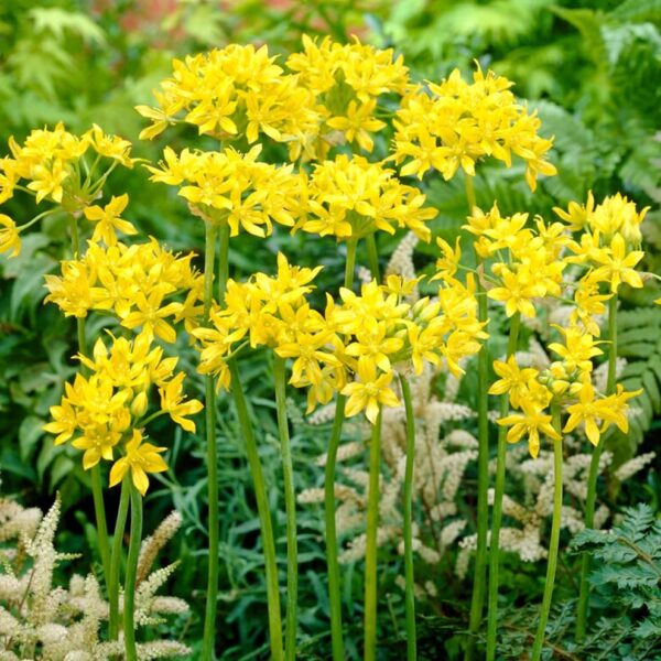 Votaniki Allium Moly Bulbs - Long Lasting Blooms, Allium Moly (Lily Leek) | Golden Yellow Perennial Flowering Bulbs for Summer & Spring Gardens, Easy to Grow