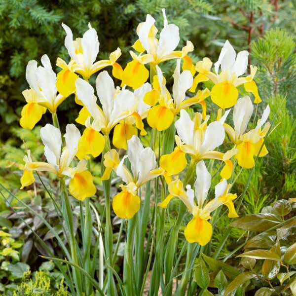 VotanikiI Dutch Iris Symphony - Beautiful, Long Lasting Spring Flowers for Gardens | Hardy Perennials, Dutch Iris Bulbs for Planting - Easy to Grow