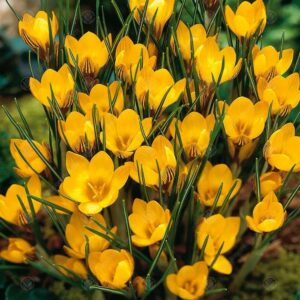 VotanikiI Fuscotinctus Snow Crocus Bulbs - Early Spring Blooms, Hardy Perennial, Crocus chrysanthus 'Fuscotinctus' (Snow Crocus)| Ideal for Garden Borders and Rock Gardens, Easy to Grow